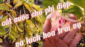 Cắt nước cho lan phi điệp và kích hoa trái vụ, kích hoa phi điệp chơi tết 2024 | phong lan rừng pv