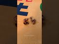 Of all the snails, which one is the fastest?