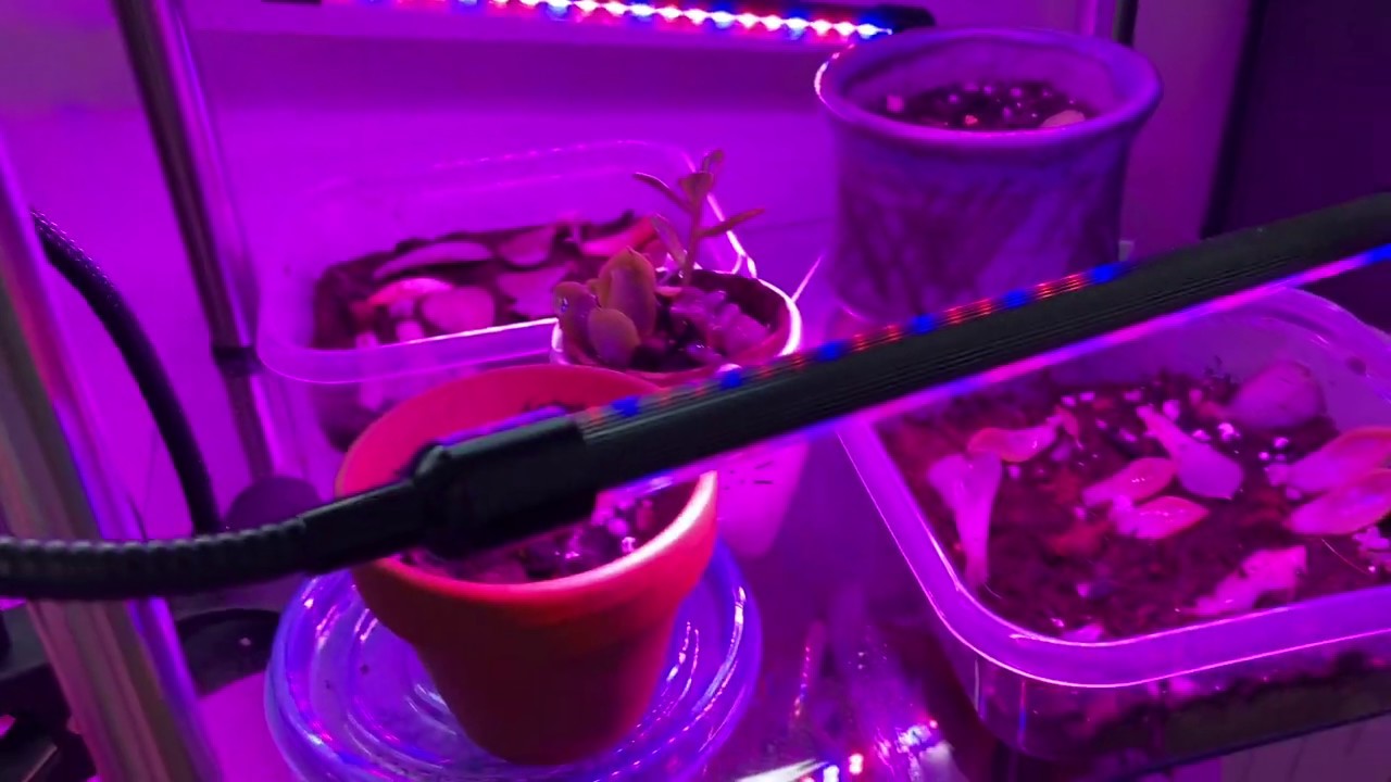 Cheap Grow Light For Succulents And Cacti 