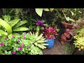 jardin tropical sous la pluie