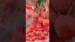 Picking Fresh Lychees