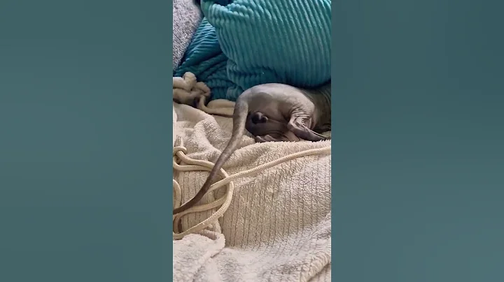 Video 1261851: sphynx explore, sphynx attack