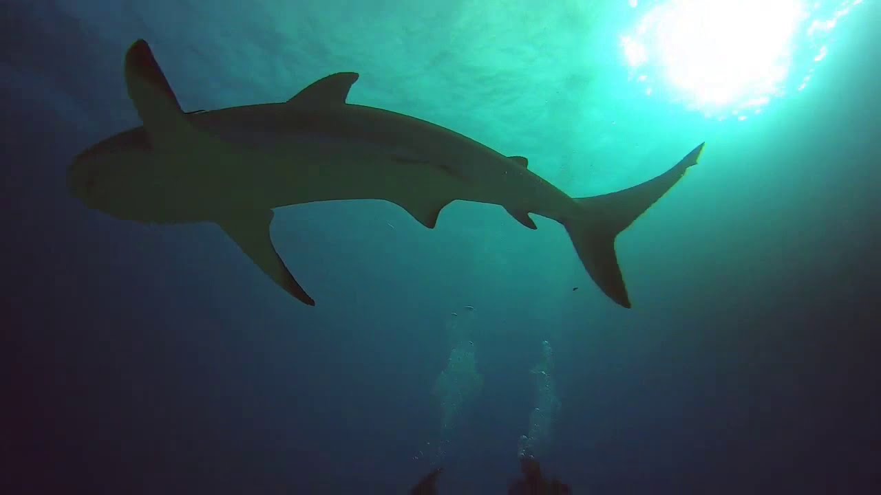 Shark dive in Eleuthera, Bahamas YouTube