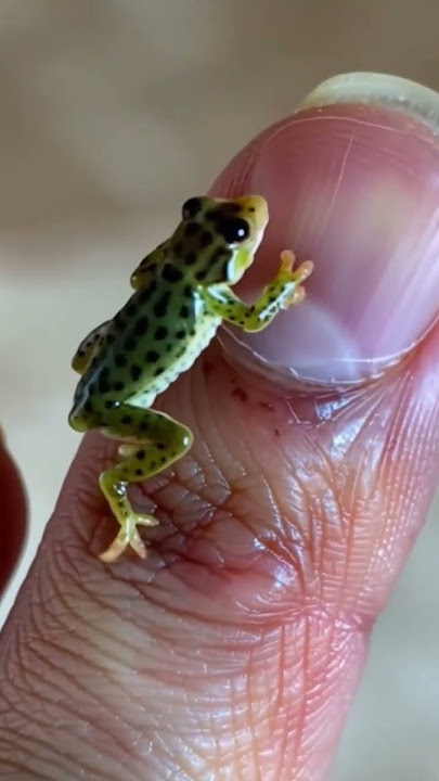 Tiny Traveler: A Frog No Bigger Than a Grain of Rice 🐸🖐️ | Slow-Motion Nature Magic