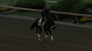 Always Dreaming at Pimlico, Thursday, May 17