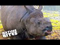 Best of Rhinos: Unforgettable Moments at the Zoo | The Secret Life of the Zoo | Nature Bites