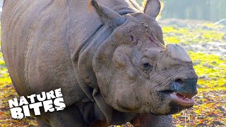 Best of Rhinos: Unforgettable Moments at the Zoo | The Secret Life of the Zoo | Nature Bites