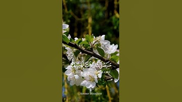 سورة المسد ( الشيخ محمد اللحيدان )