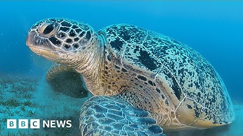Sea turtles can talk, new study finds - BBC News