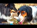 Chiens en libert  berger des shetland et springer spaniel