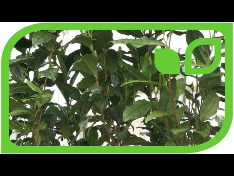 Video: Teepflanzen ernten – Tipps zur Ernte von Camellia Sinensis