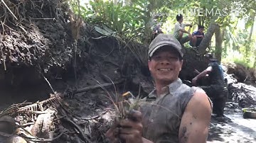 Ra vườn tát mương trúng mánh cá đối và tôm càng/làng chài miền Tây