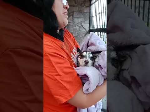 First responders rescue puppy after getting stuck in car's suspension #Shorts