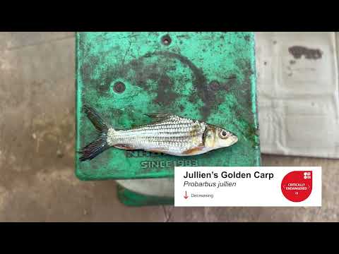 Fishermen use mobile app to track endangered fish in the Mekong