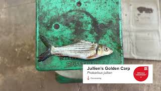 Fishermen use mobile app to track endangered fish in the Mekong screenshot 4