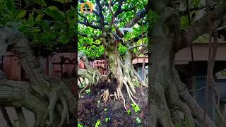 special ficus bonsai inspiration