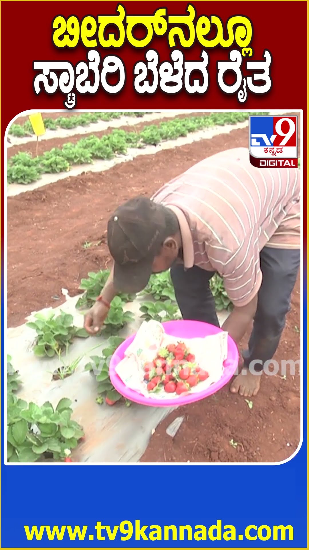 ಬೀದರ್​ನಲ್ಲೂ ಸ್ಟ್ರಾಬೆರಿ ಬೆಳೆದ ರೈತ #Strawberry #Tv9D