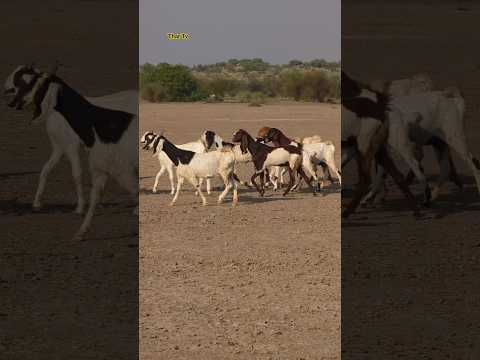 حين تمر الماعز على أرض ثار الهادئة