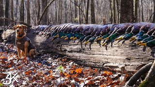 Sunshine and Greenheads | Mississippi Duck Hunting