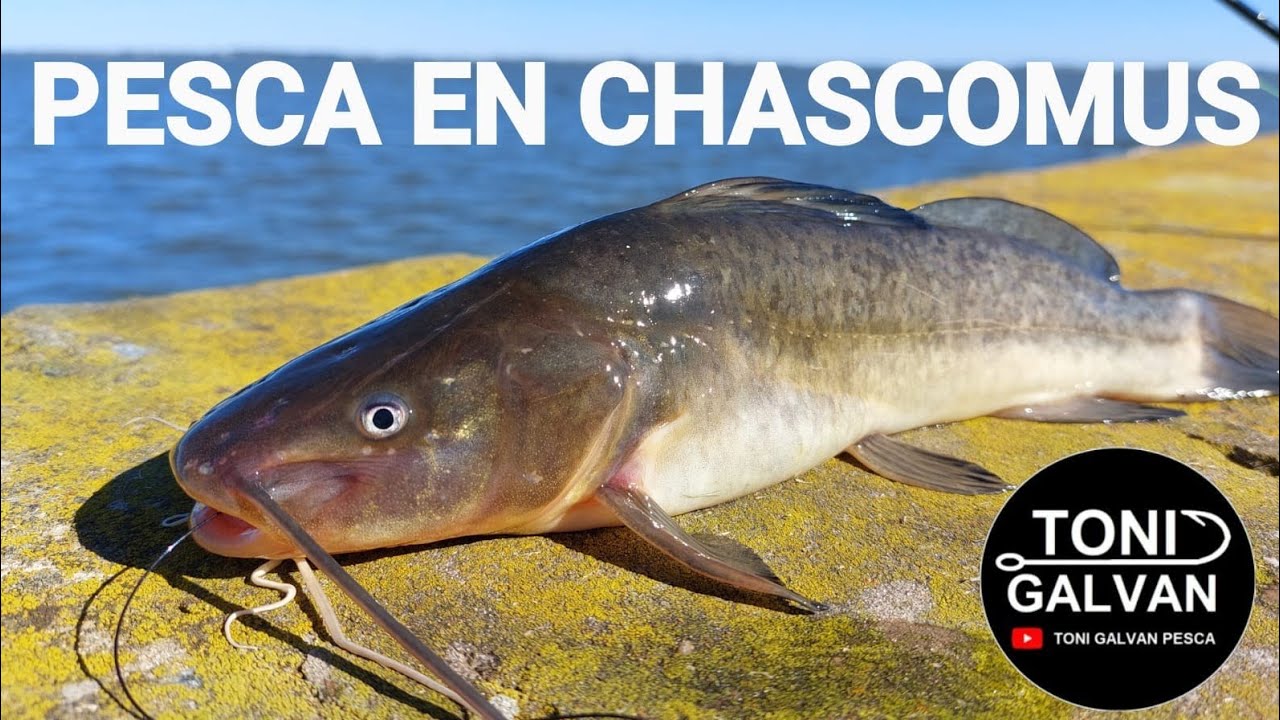 CHASCOMUS 31-05-2025 PESCA!!