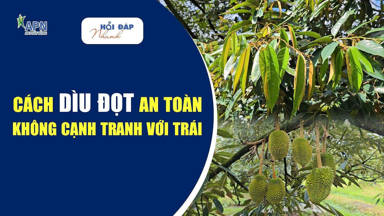 APN - CÁCH DÌU ĐỌT AN TOÀN - KHÔNG LÀM CẠNH TRANH DINH DƯỠNG VỚI TRÁI