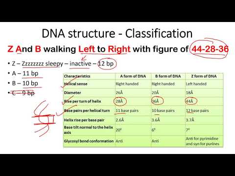 A DNA B DNA ಮತ್ತು Z DNA ರಚನೆ ಮತ್ತು ಗುಣಲಕ್ಷಣಗಳು | ಡಿಎನ್ಎ ರಚನೆಯನ್ನು ನೆನಪಿಟ್ಟುಕೊಳ್ಳಲು ಸುಲಭ ತಂತ್ರಗಳು