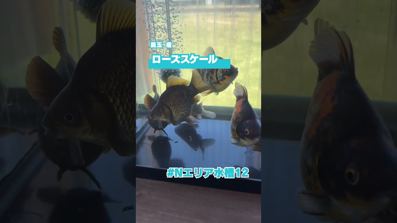 くまのアクアリュウムページ YouTube