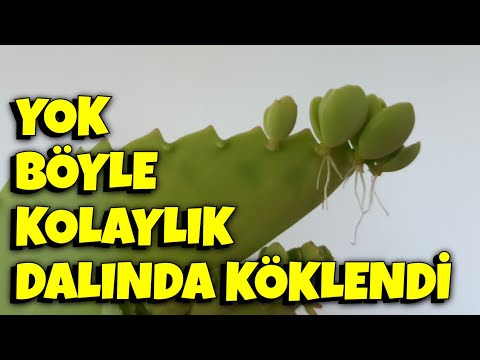 Aşkın Gözyaşları Toprağa Değsin Yeter, Dalında Kendisi Kökleniyor