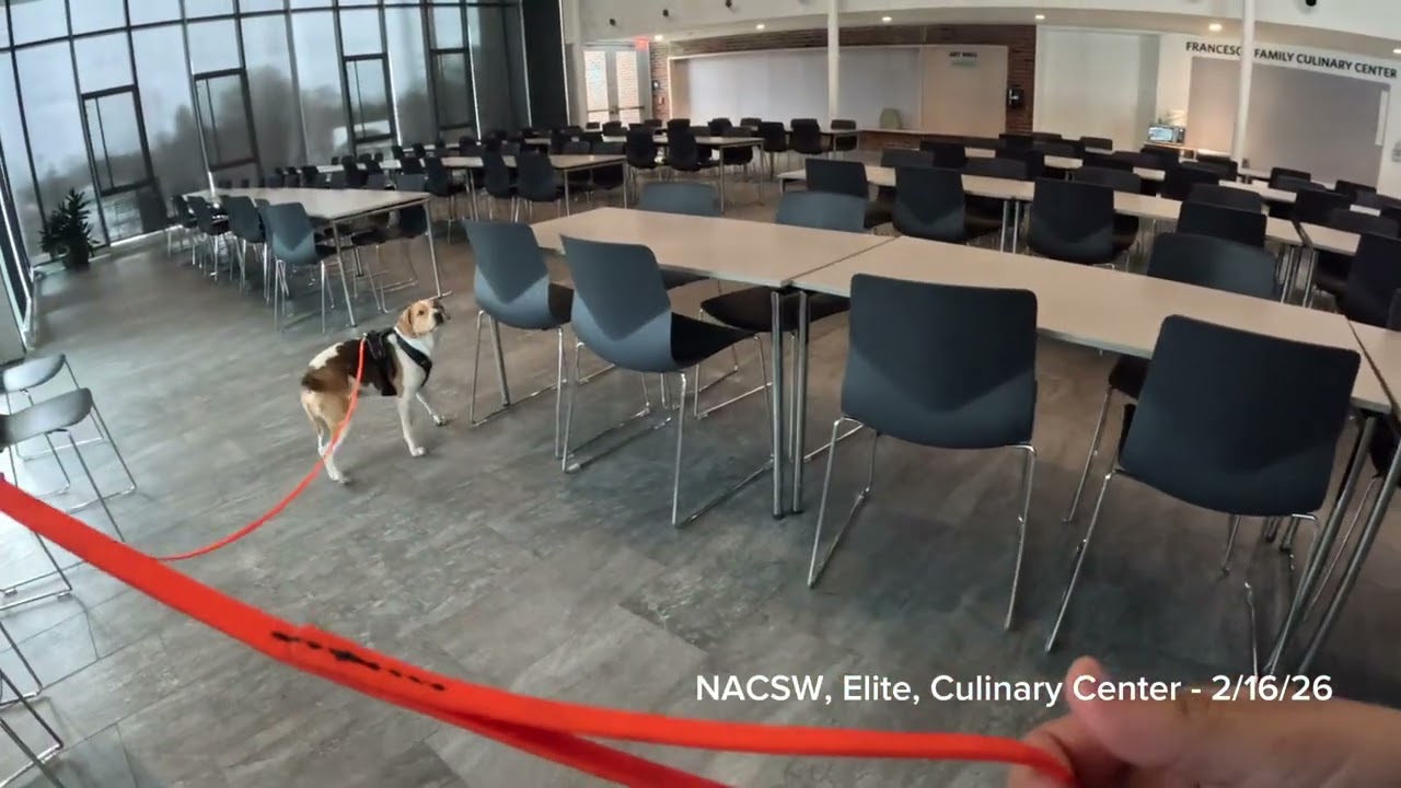 Remy - NACSW - Elite (ELT) - Culinary Center - Strafford PA 2-16-26