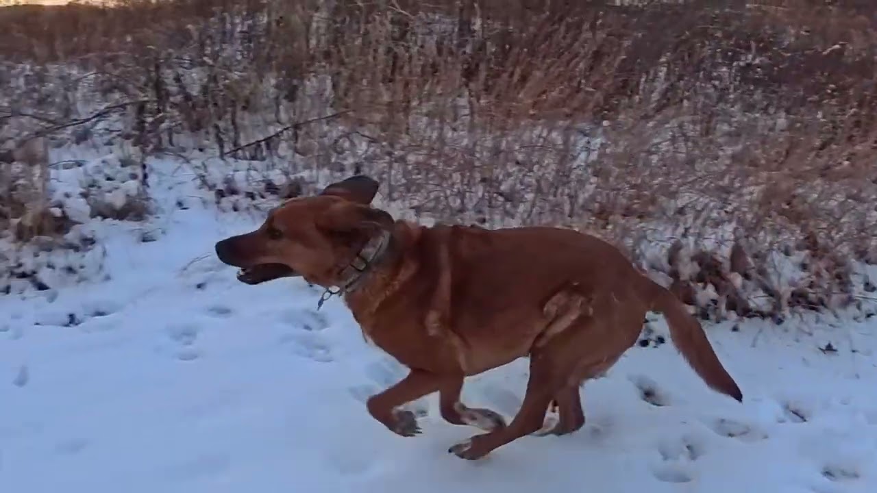 Winter Sunset Dog walk with Bruno