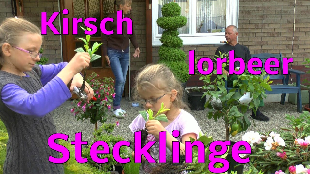 Stecklinge vom Kirschlorbeer einpflanzen