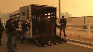 How Horses Are Being Rescued From California Wildfires