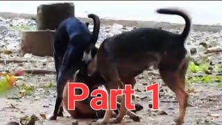 OMG 😲 😱 three dog mating