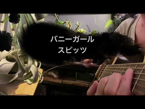 バニーガール スピッツ (cover) 弾き語り　歌詞付　キセログラフィカ