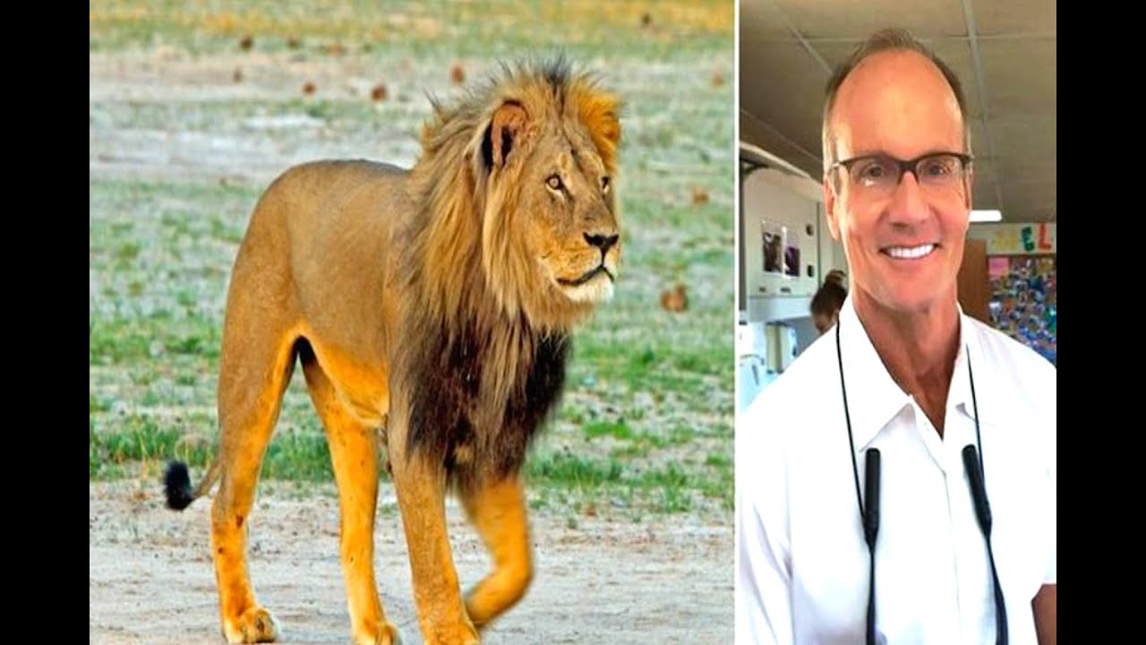 CECIL THE LION VS DENTIST YouTube