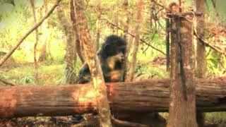 Swdanape Appears To Hold Infant Bigfoot At Plot Feeder