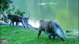 MG! Amazing monkey request female to do like this Manny time, Mother monkey not Escape,