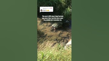 #snappingturtle #turtle #help