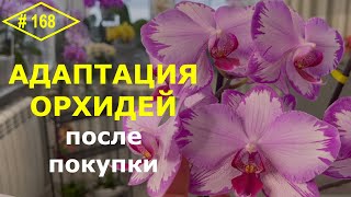 # 168 Как ухаживать за орхидеями после покупки. Алгоритм  для начинающих орхолюбителей