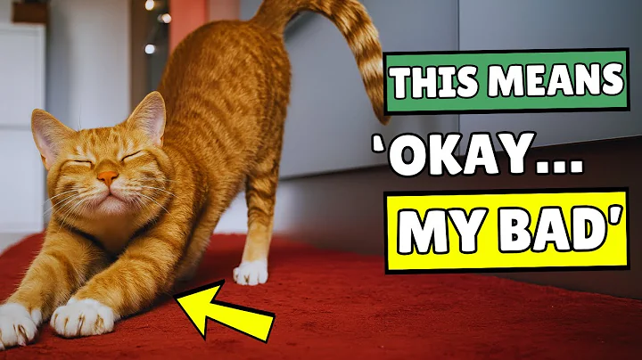 When Cats Admit They Were Wrong, They Do THESE 5 Little Things