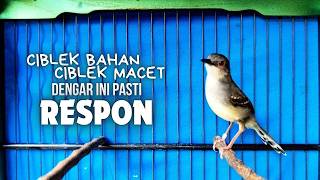 CIBLEK SEMI GACOR AMPUH UNTUK PANCINGAN CIBLEK BAHAN DAN MASTERAN CIBLEK MACET SEKETIKA NYAUT