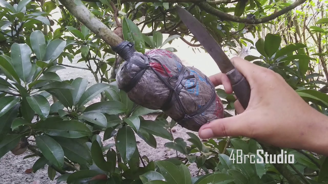 Cara Cangkok Sawo Metode Terbaru Cepat Tumbuh Akar