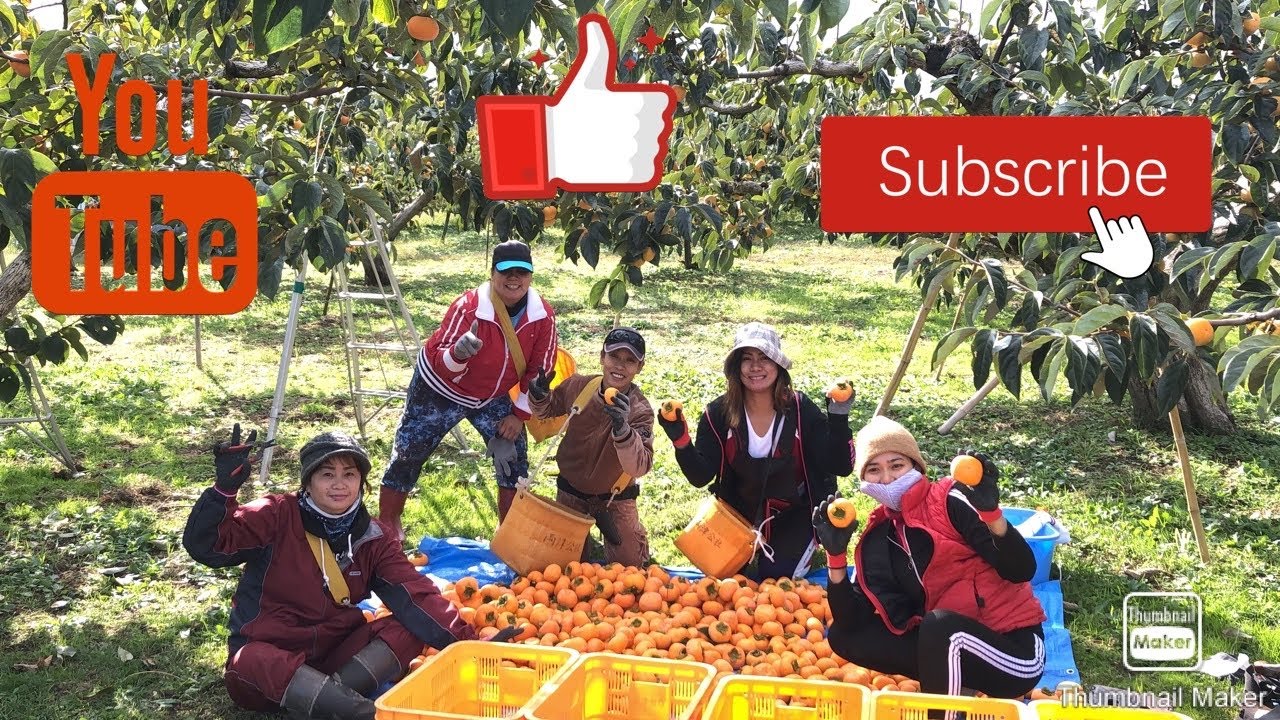 Persimmon 2021(unripe to riped) - YouTube