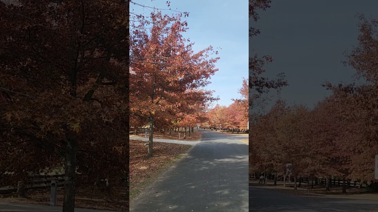 Mount Macedon Autumn leaves 2025 