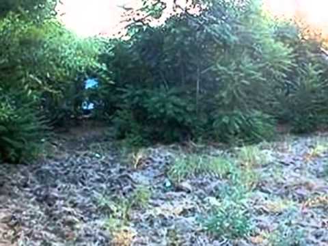 18238 Brightman Ave, Lake Elsinore, CA home video tour