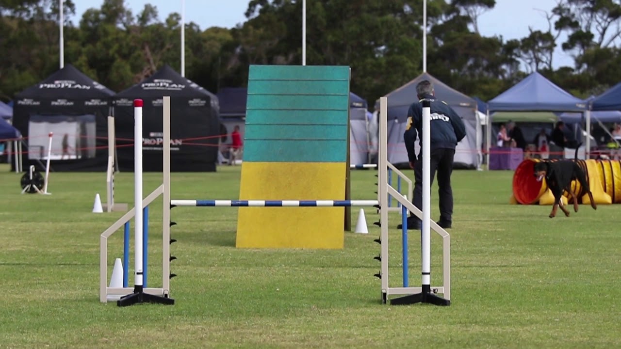 Albany Dog Agility YouTube