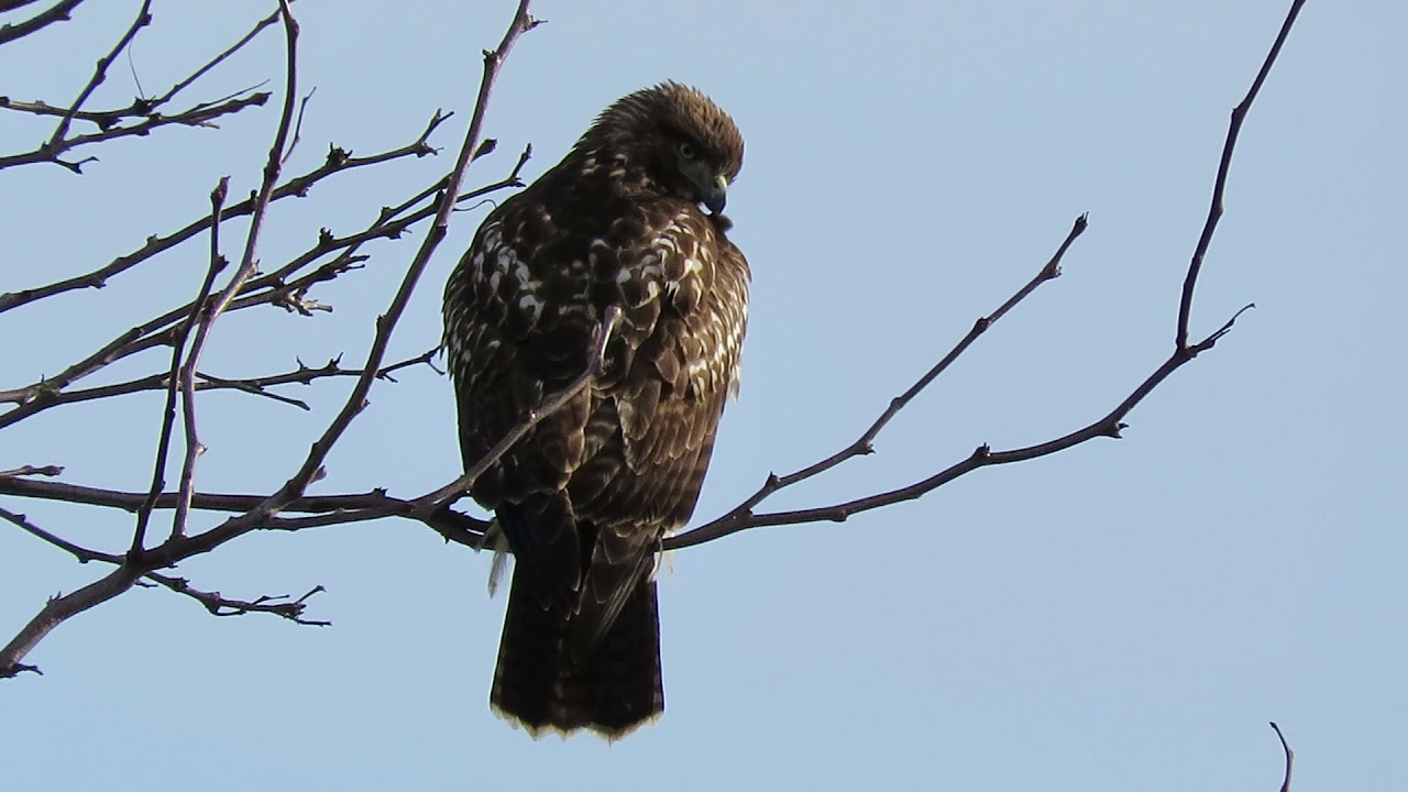 12/24/19 Juv. Red-Tailed Hawk v/s 2 Crows by Tukwila Wa 7737-127 