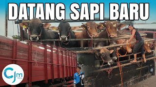 KIRA KIRA SAPI BARU INI BAGUS GAK YAAA ?? 18 EKOR SAPI BARU  #cjmfarm #sapi #sapi1ton #sapimonster