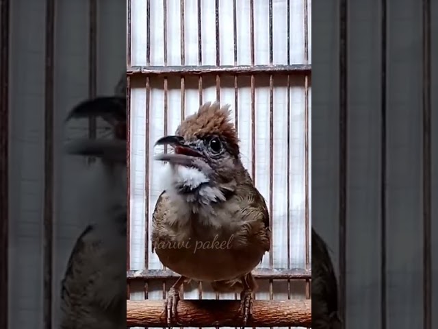 Burung Masteran || Kapas Tembak Gacor class=