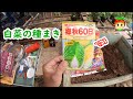 白菜の種まき【家庭菜園】【育て方】【播種】